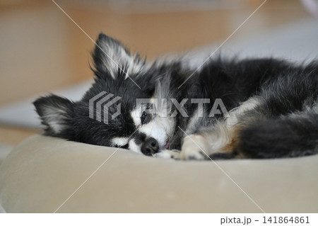 寝顔が可愛い高齢犬 チワワ 熟睡 寝顔が可愛い高齢犬 チワワ 熟睡 141864861