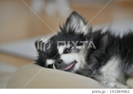 寝顔が可愛い高齢犬　チワワ　熟睡 141864862