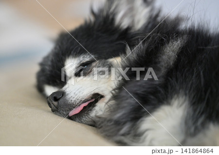 寝顔が可愛い高齢犬 チワワ 熟睡 寝顔が可愛い高齢犬 チワワ 熟睡 141864864