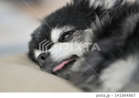寝顔が可愛い高齢犬 チワワ 熟睡 寝顔が可愛い高齢犬 チワワ 熟睡 141864867