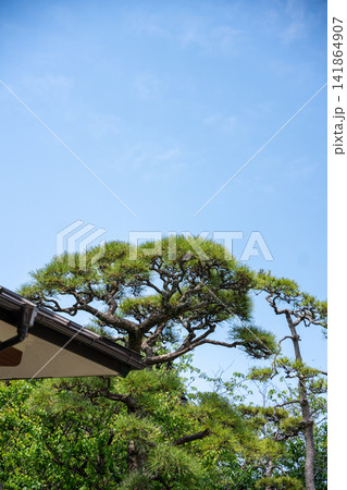 夏の青空と手入れされた松 141864907