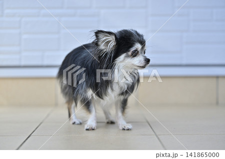 暑い夏は玄関の外で遊び、陽を浴びる愛犬 チワワ 夏素材 暑い夏は玄関の外で遊び、陽を浴びる愛犬 チワワ 夏素材 141865000