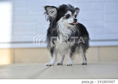 暑い夏は玄関の外で遊び、陽を浴びる愛犬　チワワ　夏素材 141865007