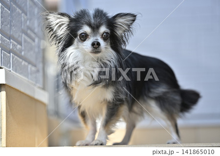 暑い夏は玄関の外で遊び、陽を浴びる愛犬 チワワ 夏素材 暑い夏は玄関の外で遊び、陽を浴びる愛犬 チワワ 夏素材 141865010