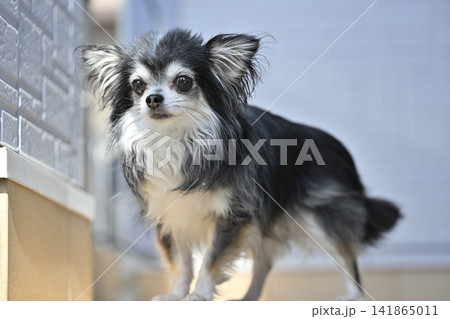 暑い夏は玄関の外で遊び、陽を浴びる愛犬 チワワ 夏素材 暑い夏は玄関の外で遊び、陽を浴びる愛犬 チワワ 夏素材 141865011