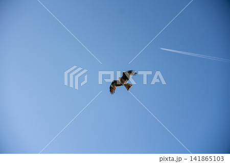 青空を舞う鳥と飛行機雲 青空を舞う鳥と飛行機雲 141865103