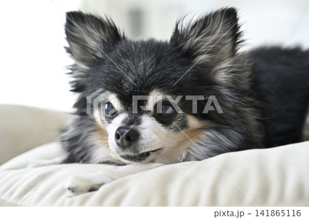 暑い夏はエアコンの効いた室内で過ごすシニア犬 チワワ 夏素材 暑い夏はエアコンの効いた室内で過ごすシニア犬 チワワ 夏素材 141865116