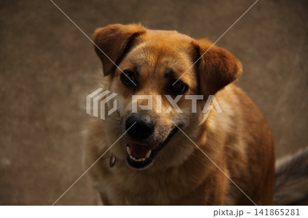 何か期待した可愛い顔した飼い犬 何か期待した可愛い顔した飼い犬 141865281