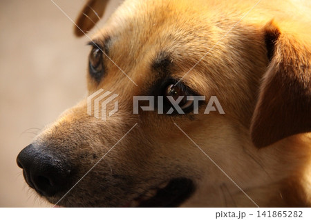 犬の写真(顔のアップ) 犬の写真(顔のアップ) 141865282