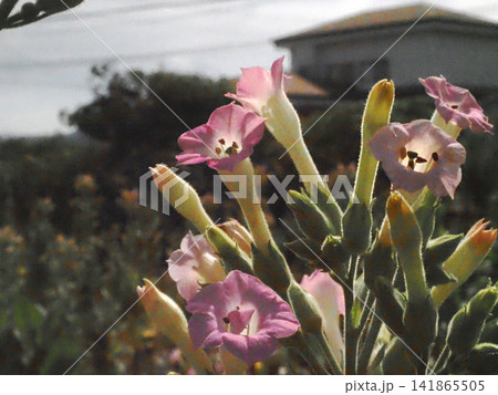 薄いピンクのタバコの花のクローズアップ(JR土讃線の南陣山踏切近く) 薄いピンクのタバコの花のクローズアップ(JR土讃線の南陣山踏切近く) 141865505