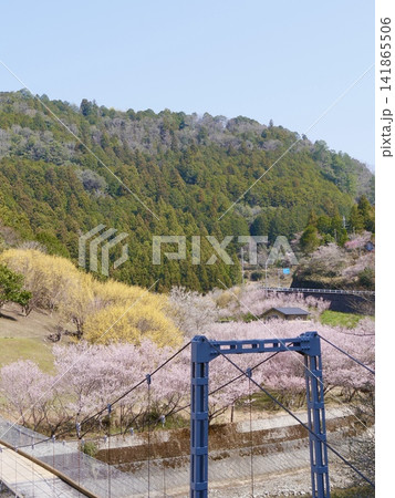 春の花咲く山里に架かる吊橋 春の花咲く山里に架かる吊橋 141865506