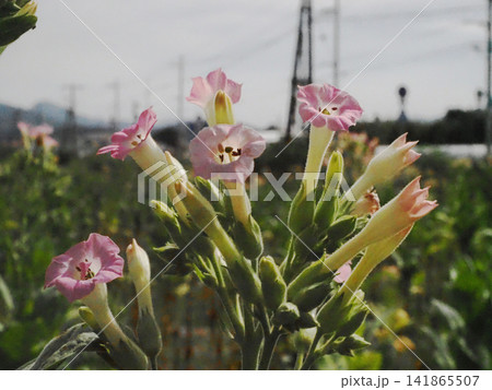 線路端に咲いたタバコの花のクローズアップ（JR土讃線の南陣山踏切近く） 141865507