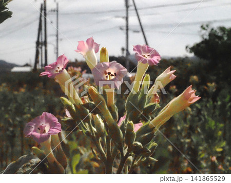 日差しを浴びたタバコの花々（JR土讃線の南陣山踏切近く） 141865529