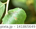アカボシゴマダラ幼虫 141865649