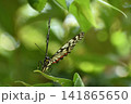 アカボシゴマダラ 141865650