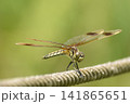 ロープにとまるトンボ 141865651