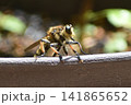 シオヤアブ 141865652