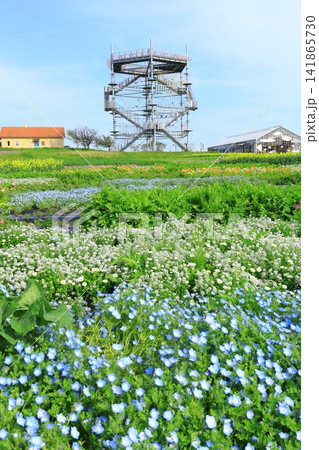 ソレイユの丘 アスレチックと花畑 ソレイユの丘 アスレチックと花畑 141865730
