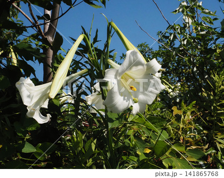 夏の日差しを浴びた白百合(香長平野に咲いた白いユリの花のクローズアップ) 夏の日差しを浴びた白百合(香長平野に咲いた白いユリの花のクローズアップ) 141865768