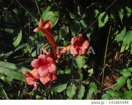 オレンジ色のアメリカノウゼンカズラの花と蕾(山道の凌霄花) オレンジ色のアメリカノウゼンカズラの花と蕾(山道の凌霄花) 141865946