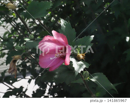 日差しを浴びた赤紫色のムクゲの花(薬師山の麓の木槿) 日差しを浴びた赤紫色のムクゲの花(薬師山の麓の木槿) 141865967