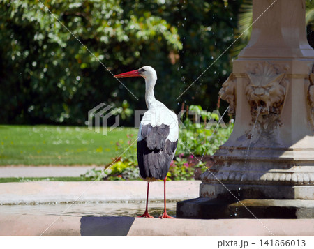 White stork drinking from a pond in Orangerie park, Strasbourg, France. An iconic symbol of Alsace. 141866013