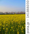 菜の花畑の向こうに咲く満開の桜並木 141866030