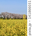 菜の花畑の向こうに咲く満開の桜並木 141866031