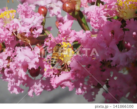 サルスベリの花びらにかじりつくミツバチ（日差しを浴びたピンクの百日紅と蜜蜂） 141866100