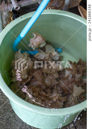 【国産生きくらげ】肉厚で新鮮なきくらげの菌床栽培・収穫・洗浄風景 【国産生きくらげ】肉厚で新鮮なきくらげの菌床栽培・収穫・洗浄風景 141866148