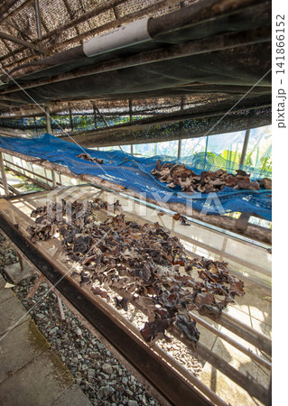 【国産生きくらげ】肉厚で新鮮なきくらげの菌床栽培・収穫・洗浄風景 【国産生きくらげ】肉厚で新鮮なきくらげの菌床栽培・収穫・洗浄風景 141866152