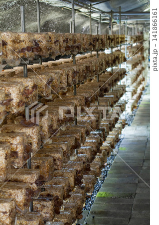 【国産生きくらげ】肉厚で新鮮なきくらげの菌床栽培・収穫・洗浄風景 141866161