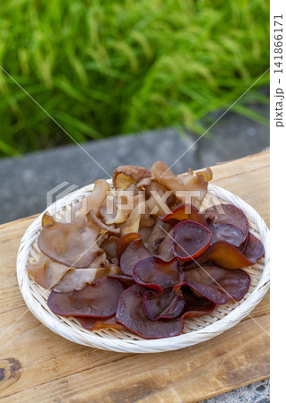 【国産生きくらげ】肉厚で新鮮なきくらげの菌床栽培・収穫・洗浄風景 【国産生きくらげ】肉厚で新鮮なきくらげの菌床栽培・収穫・洗浄風景 141866171