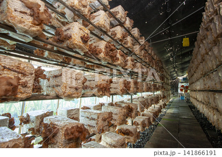 【国産生きくらげ】肉厚で新鮮なきくらげの菌床栽培・収穫・洗浄風景 【国産生きくらげ】肉厚で新鮮なきくらげの菌床栽培・収穫・洗浄風景 141866191