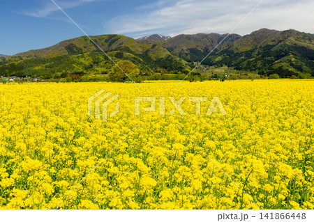 長野県飯山市 花の駅千曲川前の千曲川河川敷一面に広がる菜の花畑と対岸の残雪の毛無山などの景色 長野県飯山市 花の駅千曲川前の千曲川河川敷一面に広がる菜の花畑と対岸の残雪の毛無山などの景色 141866448