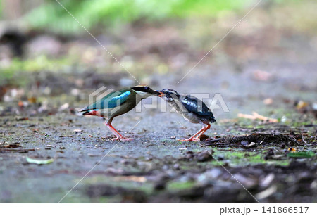 ヤイロチョウ ヤイロチョウ 141866517