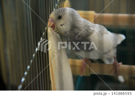 カルシウムをかじるインコ(海) カルシウムをかじるインコ(海) 141866593