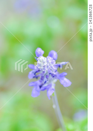 salvia blue giant or Blue Salvia, Mealy Cap Sage or Salvia farinacea Benth or Salvia farinacea or Salvia sp or Lamiaceae or purple flower salvia blue giant or Blue Salvia, Mealy Cap Sage or Salvia farinacea Benth or Salvia farinacea or Salvia sp or Lamiaceae or purple flower 141866728