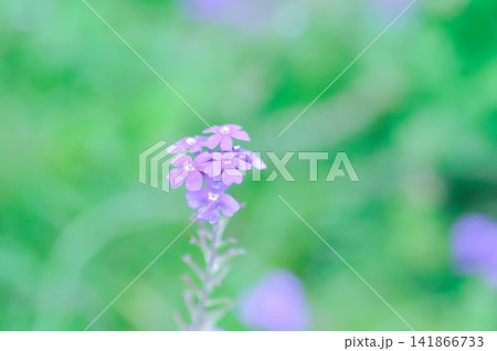 Glandularia gooddingii or Goodding Verbena, Gooding Verbena or Verbena lilacina De la Mina or Verbena Polaris or VERBENACEAE or Garden verbena Glandularia gooddingii or Goodding Verbena, Gooding Verbena or Verbena lilacina De la Mina or Verbena Polaris or VERBENACEAE or Garden verbena 141866733