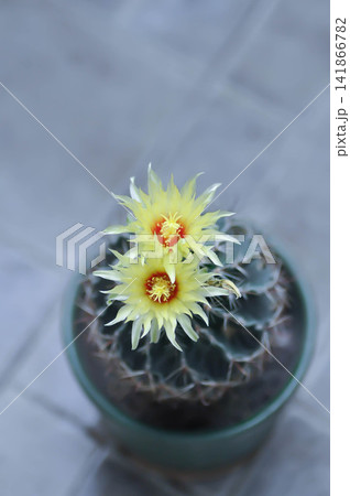 Thelocactus setispinus or Ferocactus hamatacanthus , Miniature Barrel Cactus flower or yellow flower or cactus flower 141866782