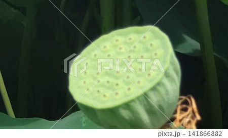 花が散り実を結んだハスの花托（レンコンの花の変化） 141866882