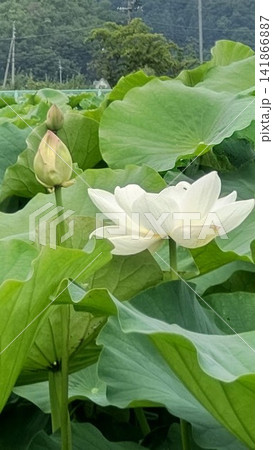 つぼみと満開の花が並ぶハス畑(レンコンの花の変化) つぼみと満開の花が並ぶハス畑(レンコンの花の変化) 141866887