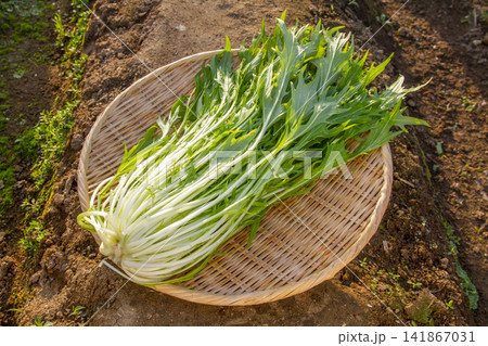 【採れたて新鮮】畑で収穫したばかりのシャキシャキ国産水菜（ざる盛り） 141867031