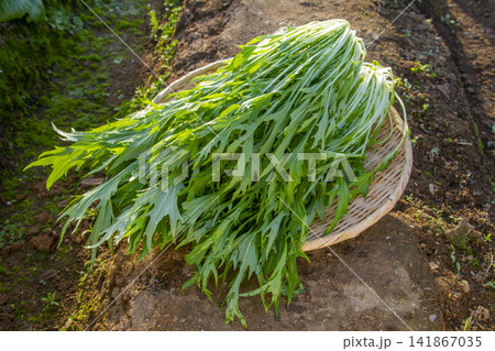 【採れたて新鮮】畑で収穫したばかりのシャキシャキ国産水菜（ざる盛り） 141867035