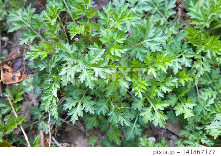 【自然・薬草】自生する新緑の新鮮なよもぎ(ヨモギ・和製ハーブ) 【自然・薬草】自生する新緑の新鮮なよもぎ(ヨモギ・和製ハーブ) 141867177