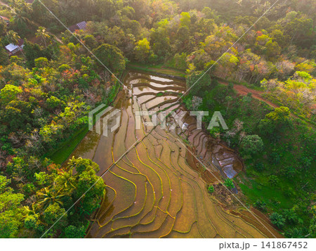 Aerial view of lush green rice terraces at sunrise with golden light reflecting in the water, surrounded by palm trees and misty mountains in Wonosobo, Central Java, Indonesia. 141867452