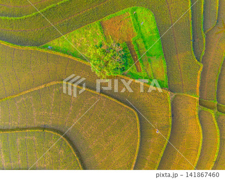 Aerial view of lush green rice terraces at sunrise with golden light reflecting in the water, surrounded by palm trees and misty mountains in Wonosobo, Central Java, Indonesia. 141867460