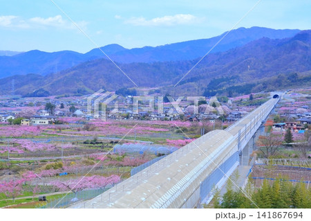 《山梨県》満開の桃の花畑・春の甲府盆地 《山梨県》満開の桃の花畑・春の甲府盆地 141867694