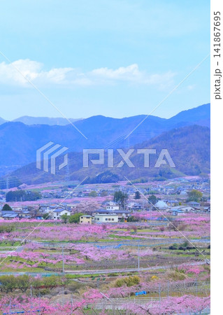 《山梨県》満開の桃の花畑・春の甲府盆地 141867695