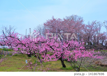 《山梨県》満開の桃の花畑・春の甲府盆地 141867696